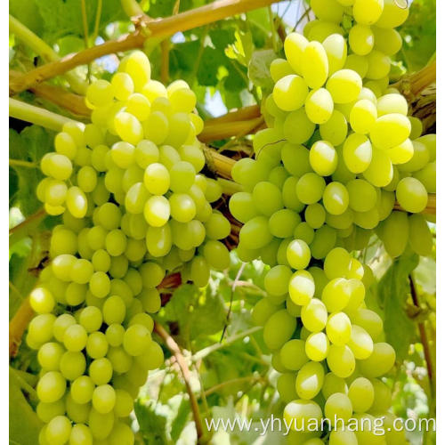 Homegrown sweetness white grape